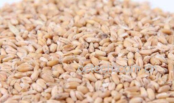 浮小麦的功效与作用及药用价值-0