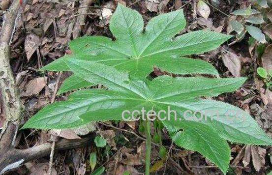 八角莲根的功效与作用-1