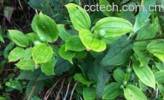 雪灵芝的功效与作用 雪灵芝的禁忌-1