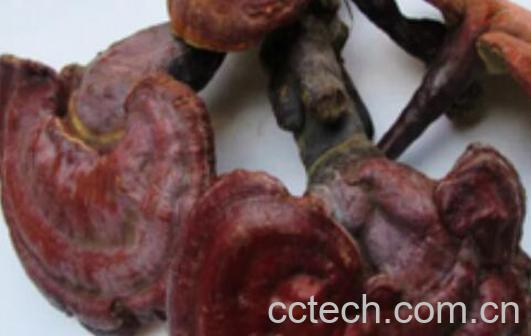 草灵芝与木灵芝的区别-1