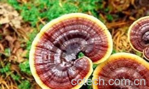 草灵芝的功效与作用-0