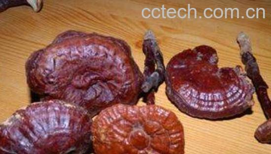 赤灵芝的吃法和功效-1