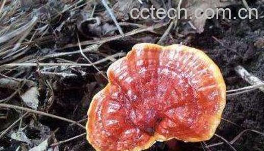 赤灵芝的吃法和功效-0