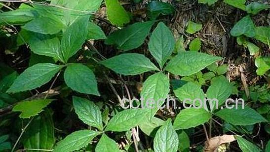 四叶参怎么吃 四叶参能泡水喝吗-0