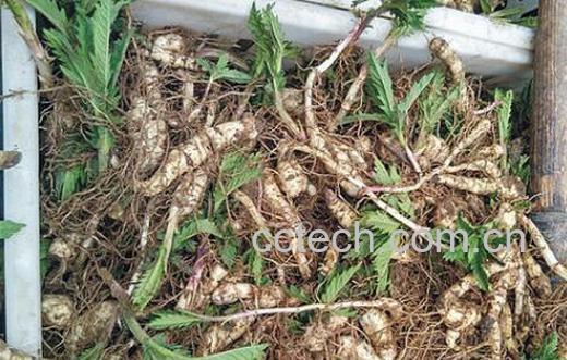 地参适合什么人吃 地参的吃法大全-0