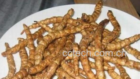 地参适合什么人吃 地参的吃法大全-1