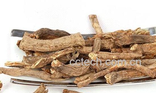 藏当归的功效与作用 藏当归什么时候挖-0