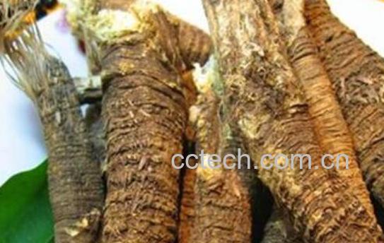 藏当归的功效与作用 藏当归什么时候挖-1