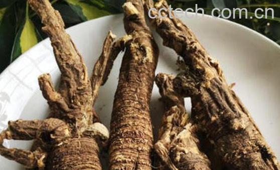 藏当归与当归的区别 藏当归的功效与作用-0