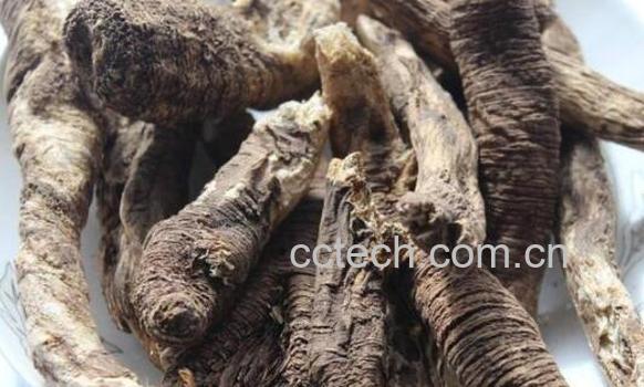 藏当归与当归的区别 藏当归的功效与作用-1