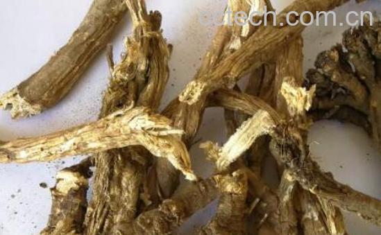 野当归的功效与作用及药用价值-1