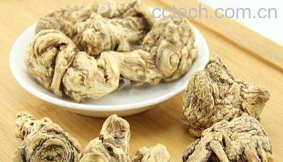 野当归的功效与作用及药用价值-0