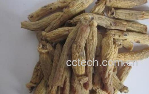 东洋参和牛蒡的区别 吃东洋参的好处-1