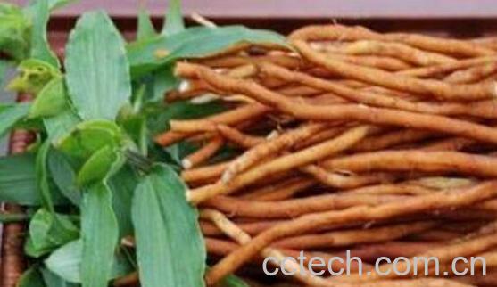 土党参和党参的区别-1