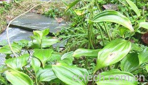 土党参的功效与作用 土党参的药用价值-0