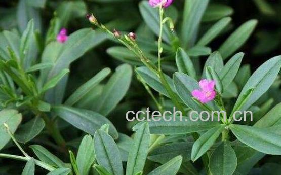 土人参的功效与作用 土人参的药用价值-0