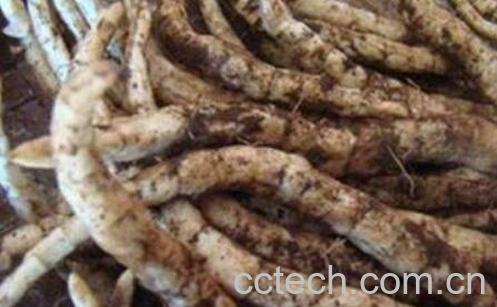 冬参的功效与作用 冬参的药用价值-0