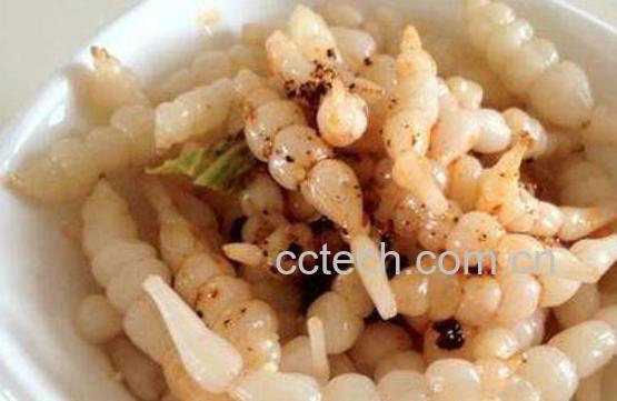 冬参的功效与作用 冬参的药用价值-1