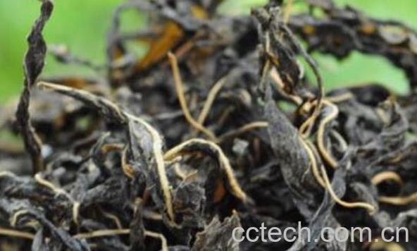 干芝麻叶的功效与作用有哪些-1