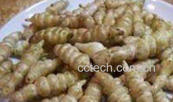 甘露子的功效与作用 甘露子长在哪里-0