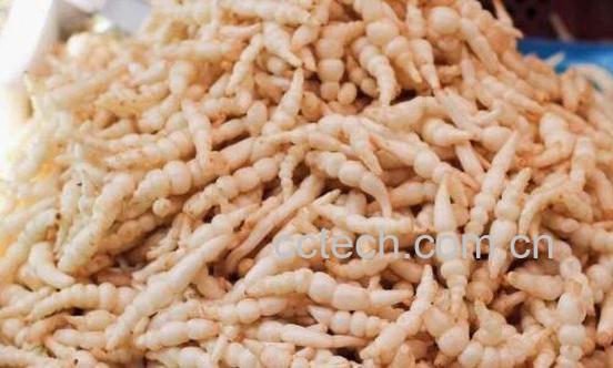 甘露子的功效与作用 甘露子长在哪里-1