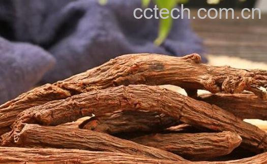 雪参的功效与作用 雪参的食用方法-0