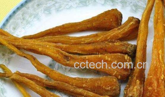 雪参的功效与作用 雪参的食用方法-1