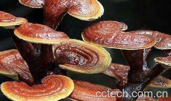 平盖灵芝的功效与作用 平盖灵芝泡水喝的禁忌-0