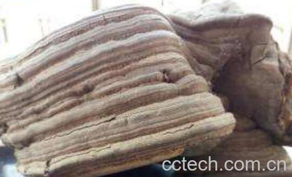 木灵芝有什么作用 木灵芝的功效作用-1