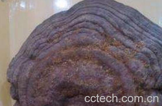 木灵芝有什么作用 木灵芝的功效作用-0