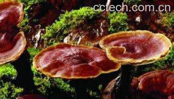 怎样区分灵芝有毒无毒-1