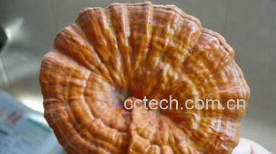 怎样区分灵芝有毒无毒-0