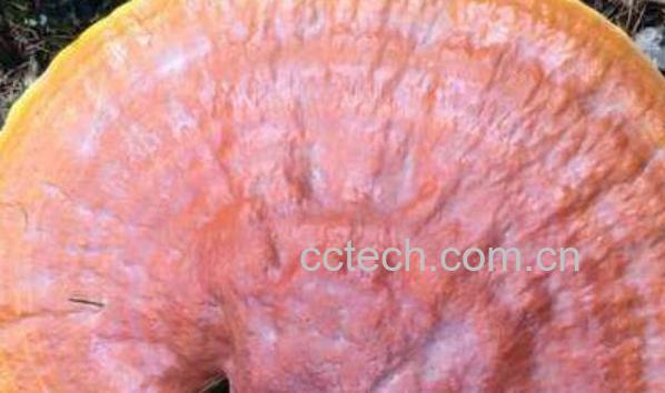 黄灵芝和黑灵芝的区别-0