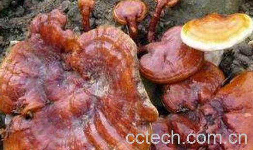 黄灵芝和黑灵芝的区别-1