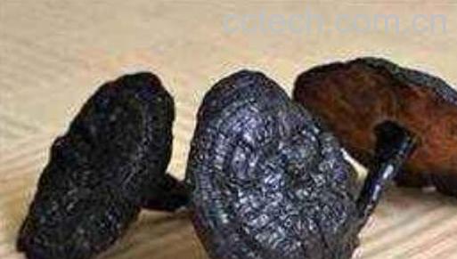 黑灵芝的功效与作用 黑灵芝的吃法-0