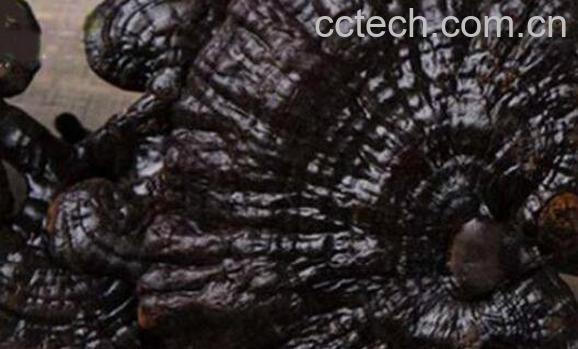 黑灵芝的功效与作用 黑灵芝的吃法-1