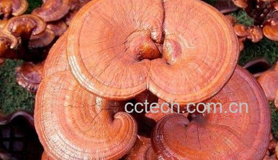 真假灵芝怎么辨别 真假灵芝的鉴别方法-0