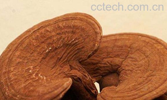 黄灵芝的功效与作用 黄灵芝的副作用-1