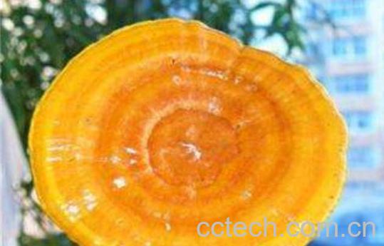 黄灵芝的功效与作用 黄灵芝的副作用-0