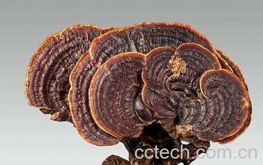 蜂窝灵芝的功效与作用-0