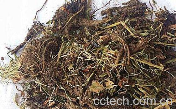 甘松的功效与作用 甘松怎么吃-1