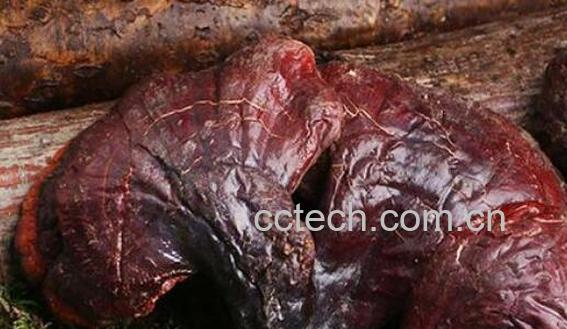 蜂窝灵芝的功效与作用-1