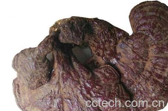 木灵芝有什么功效 木灵芝的功效与作用-1