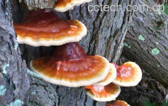 松杉灵芝和赤芝的区别 松杉灵芝和赤芝哪个好-0