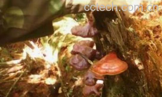 松杉灵芝的功效与作用 松杉灵芝的价格-0