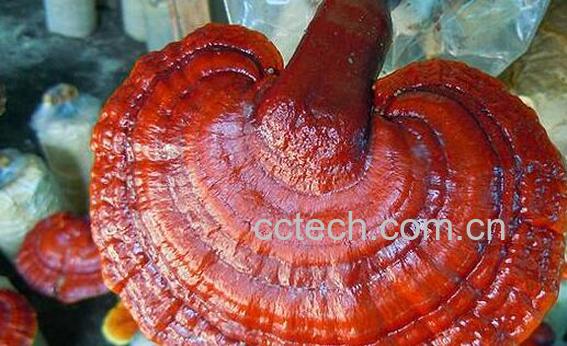 松杉灵芝的功效与作用 松杉灵芝的价格-1