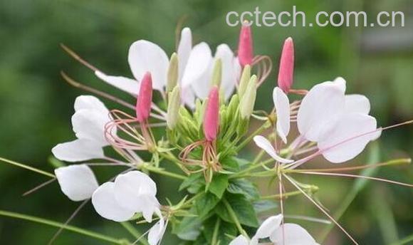 白花菜的功效与作用有哪些-1