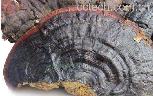 平盖灵芝的功效与作用及药用价值-1