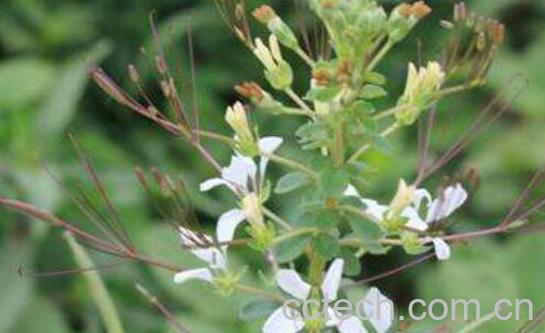 白花菜的功效与作用有哪些-0