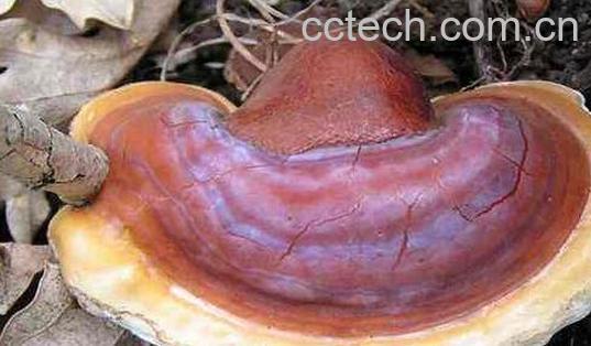 无柄灵芝和灵芝的区别 吃灵芝的好处-1